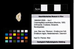 Foto (Objekt + Etikett) von Cracensigillatus acutirostrus (Moericke, 1889)  (NHMW-GEO-1990-0041-2926)